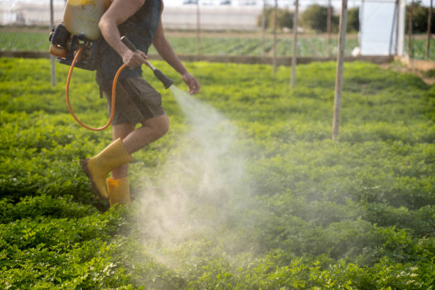 Best Ant Control Services  in Scotts Hill, TN