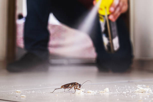 Best Rat Extermination Near Me  in Scotts Hill, TN